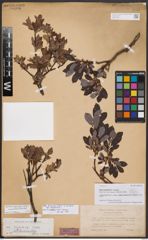 Salix basaltica H. J. Coste